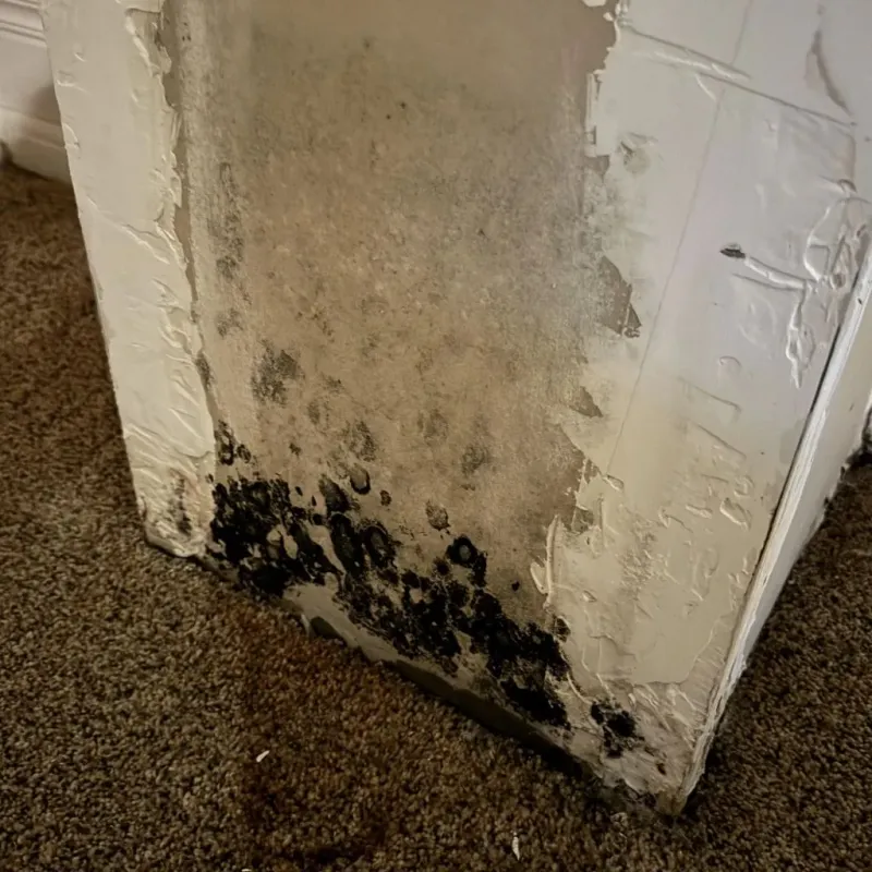 Professional Mold Removal in Rockwell, IA
